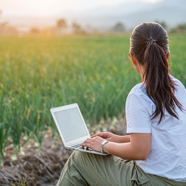  Woman sits in field with back to camera, working on a laptop in corn field