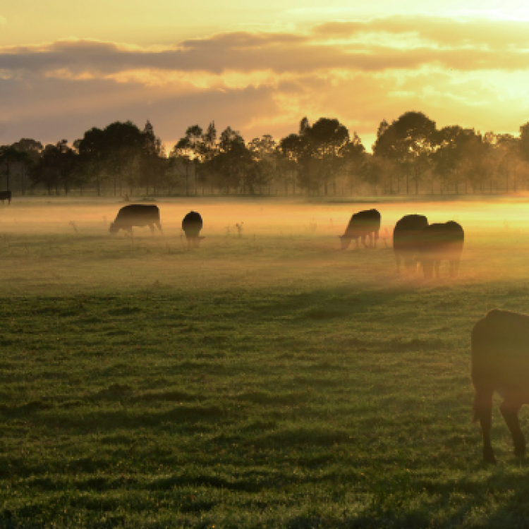  Cows in foggy pasture.